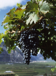 grappolo Teroldego Rotaliano_Archivio Strada del Vino e dei Sapori del Trentino