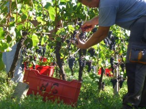 cantine-aperte-in-vendemmia_archivio-cantina-sociale-di-trento