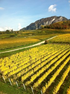 cantine-aperte-in-vendemmia_archivio-strada-del-vino-e-dei-sapori-del-trentino