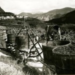 Contadini mentre levano l'uva dal tino in val di Cembra Cantina Lavis e val di Cembra - foto storica Foto Pedrotti